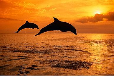 《龙腾世纪：影障守护者》新情报 游戏专精职业介绍